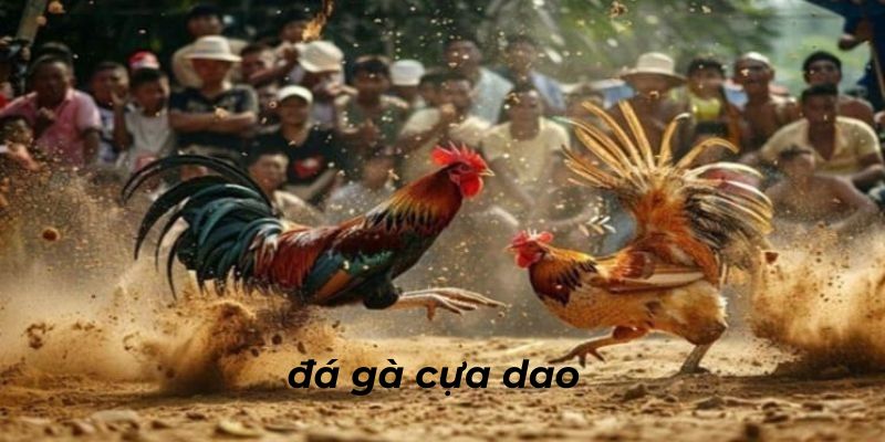 Đá gà cựa dao