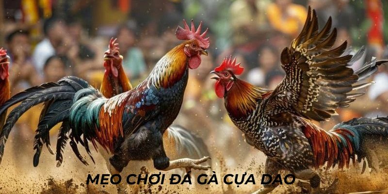 Chi tiết về một vài mẹo hay khi tham gia cá cược đá gà tại 33WIN
